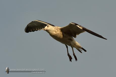 Gaviota cocinera (Kelp Gull) Larus dominicanus