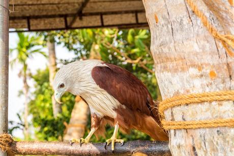 Águila domesticada, no se iba de ahí y le daban comida