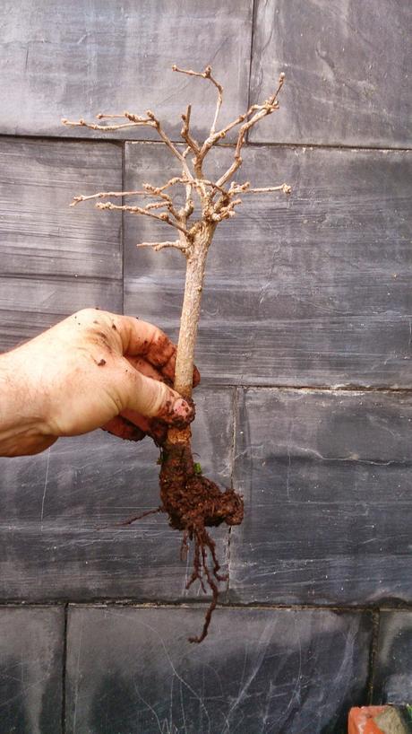 Intentando salvar el bosque de pseudolarix Intentando salvar el bosque de pseudolarix