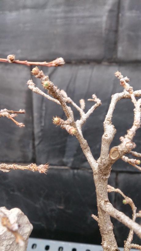 Intentando salvar el bosque de pseudolarix Intentando salvar el bosque de pseudolarix
