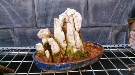 Intentando salvar el bosque de pseudolarix Intentando salvar el bosque de pseudolarix