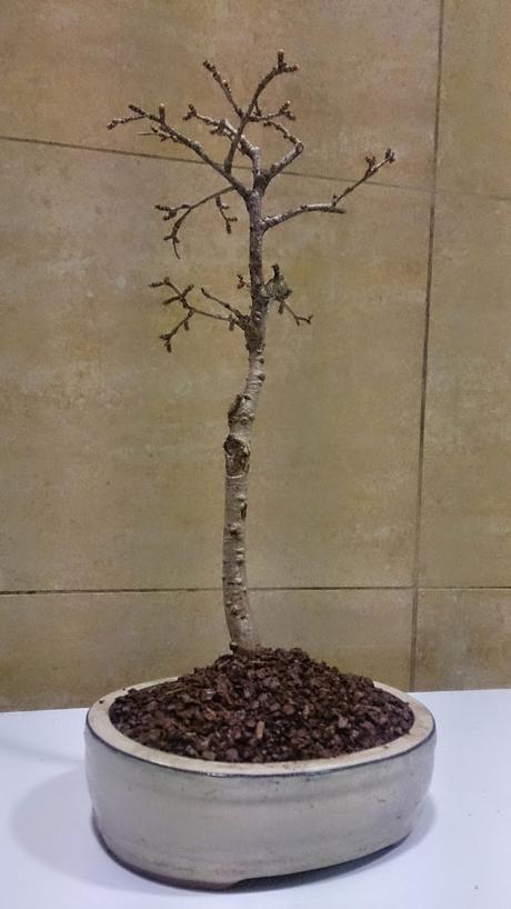 Intentando salvar el bosque de pseudolarix Intentando salvar el bosque de pseudolarix