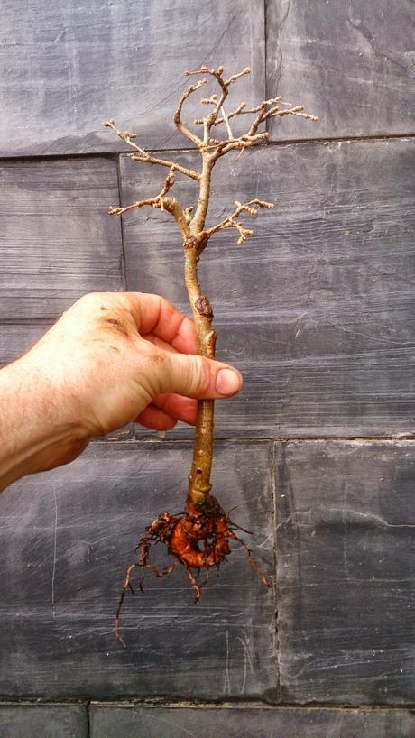 Intentando salvar el bosque de pseudolarix Intentando salvar el bosque de pseudolarix