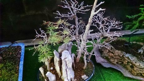 Intentando salvar el bosque de pseudolarix Intentando salvar el bosque de pseudolarix