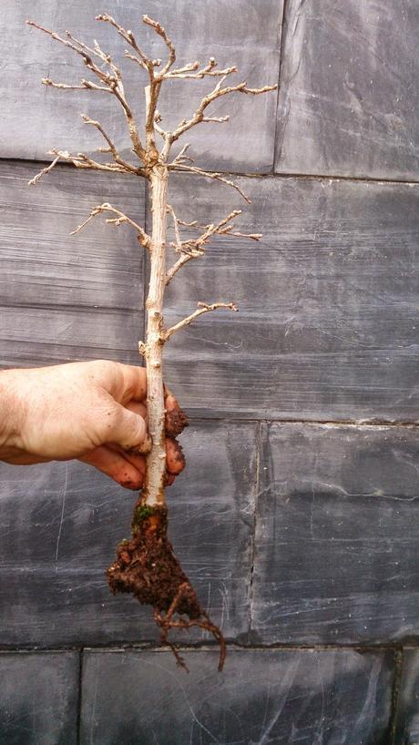 Intentando salvar el bosque de pseudolarix Intentando salvar el bosque de pseudolarix