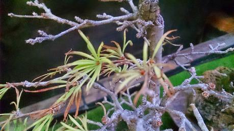 Intentando salvar el bosque de pseudolarix Intentando salvar el bosque de pseudolarix