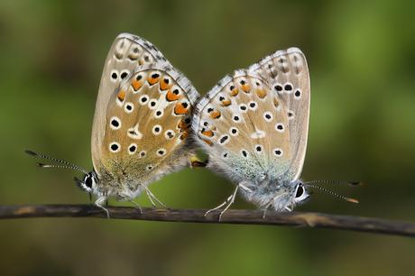 para ampliar Lysandra bellargus (Rottemburg, 1775) hacer clic