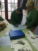 REALIZAR UN HERBARIO