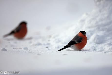 Camachuelo, el sin cuello