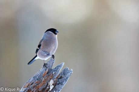 Camachuelo, el sin cuello