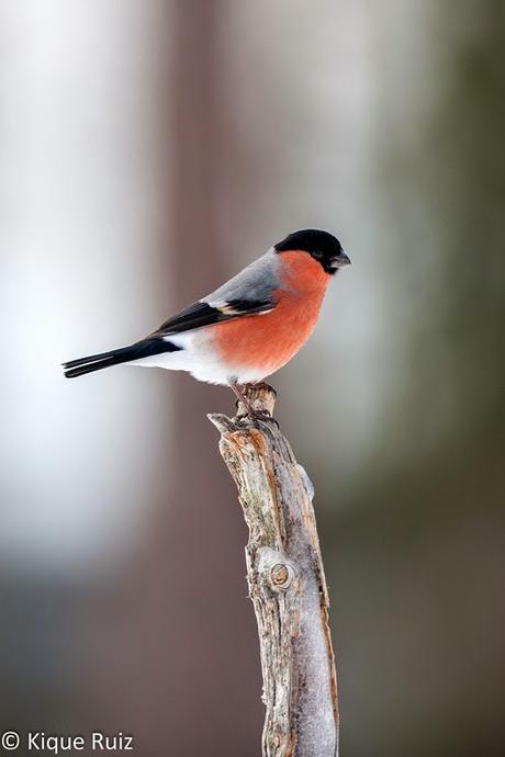 Camachuelo, el sin cuello