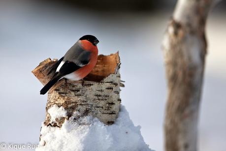 Camachuelo, el sin cuello