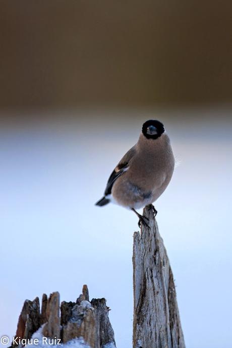 Camachuelo, el sin cuello