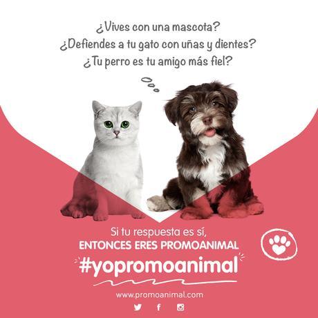 mi gato, yo y promoanimal...