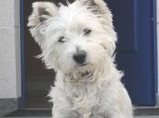 gato, promoanimal...