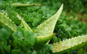 Batido para bajar de peso con aloe vera