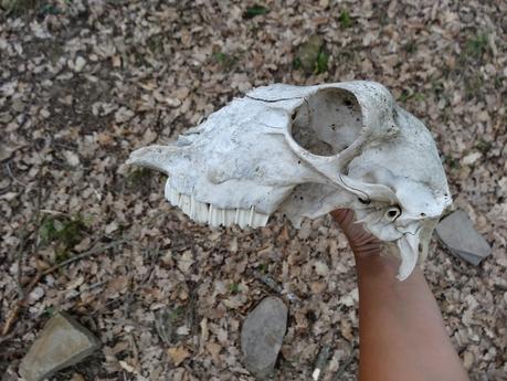 Verano 2014 en Huesca!!