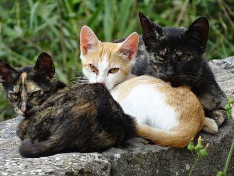 Verano 2014 en Huesca!!