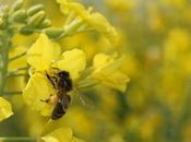 Factores para correcta polinización Factors successful pollination (Span Eng)