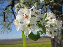 apple-blossom-237548_1280