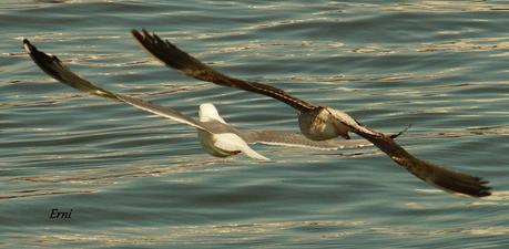 A LAS GAVIOTAS LES GUSTA LA COSTERA DEL VERDEL