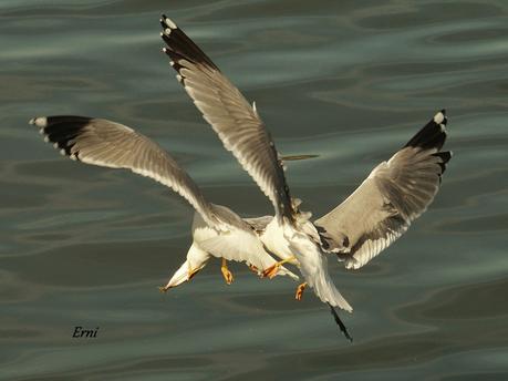 A LAS GAVIOTAS LES GUSTA LA COSTERA DEL VERDEL