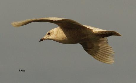 A LAS GAVIOTAS LES GUSTA LA COSTERA DEL VERDEL