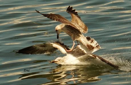 A LAS GAVIOTAS LES GUSTA LA COSTERA DEL VERDEL