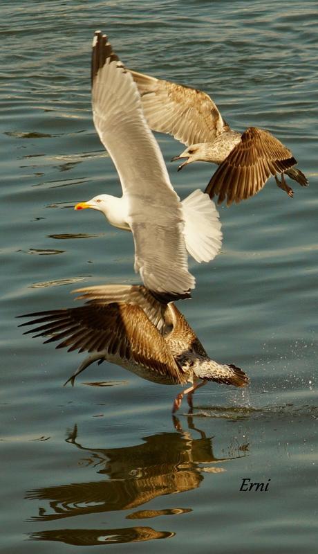 A LAS GAVIOTAS LES GUSTA LA COSTERA DEL VERDEL