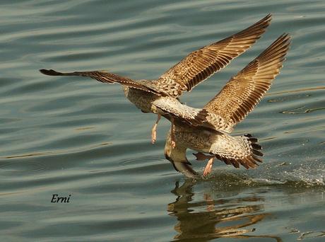 A LAS GAVIOTAS LES GUSTA LA COSTERA DEL VERDEL