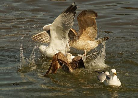 A LAS GAVIOTAS LES GUSTA LA COSTERA DEL VERDEL