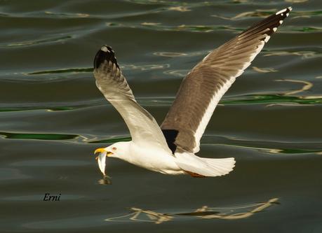 A LAS GAVIOTAS LES GUSTA LA COSTERA DEL VERDEL