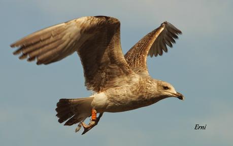 A LAS GAVIOTAS LES GUSTA LA COSTERA DEL VERDEL