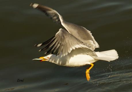 A LAS GAVIOTAS LES GUSTA LA COSTERA DEL VERDEL