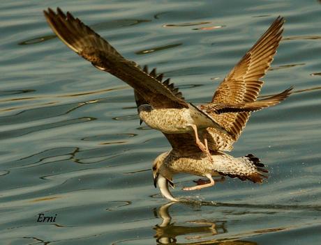 A LAS GAVIOTAS LES GUSTA LA COSTERA DEL VERDEL