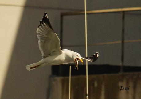 A LAS GAVIOTAS LES GUSTA LA COSTERA DEL VERDEL