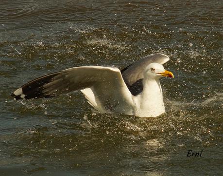 A LAS GAVIOTAS LES GUSTA LA COSTERA DEL VERDEL