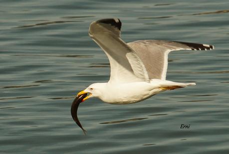 A LAS GAVIOTAS LES GUSTA LA COSTERA DEL VERDEL