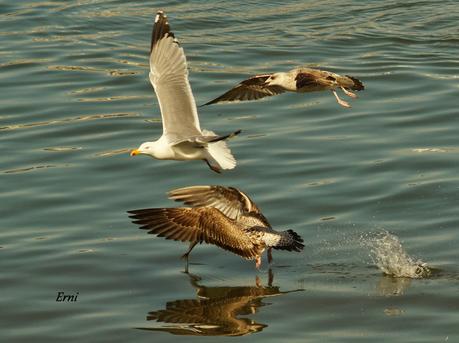 A LAS GAVIOTAS LES GUSTA LA COSTERA DEL VERDEL