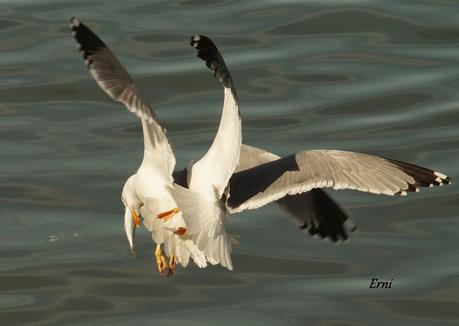 A LAS GAVIOTAS LES GUSTA LA COSTERA DEL VERDEL