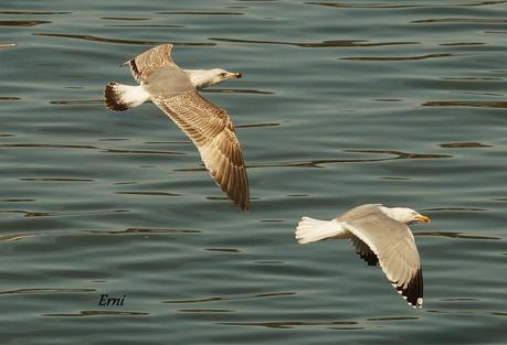 A LAS GAVIOTAS LES GUSTA LA COSTERA DEL VERDEL