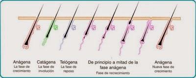 EL FOLÍCULO PILOSO EL FOLÍCULO PILOSO