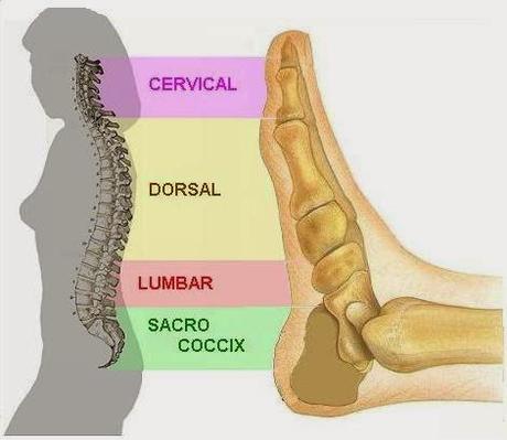 LA REFLEXOLOGÍA PODAL