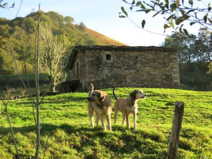 Sobando sobaos en El Valle del Pas