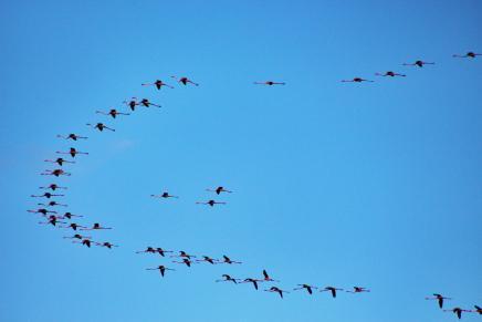 flamencos