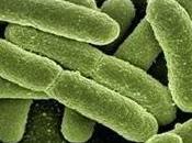 bacterias extrañas conocidas