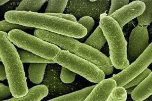 'Methylocella silvestris', bacteria que se alimenta de metano