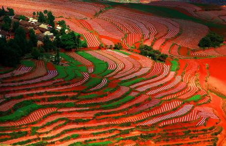 Patterns growing in the Red Land