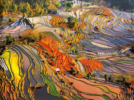 Colorful rice terraces