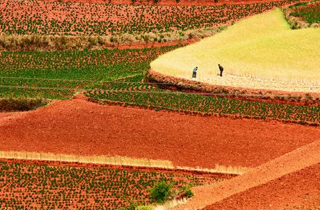 Workers in the fields of Dongchuan